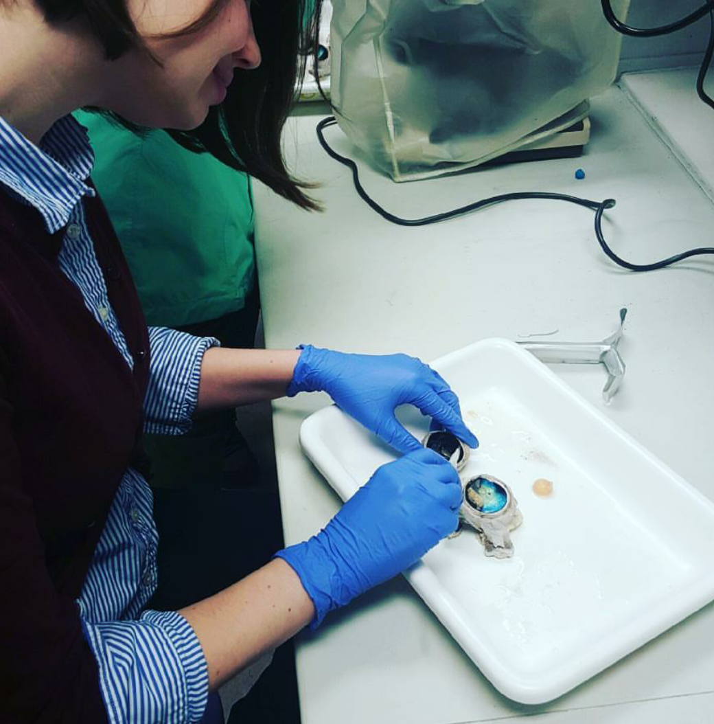 A woman, Cait, dissecting a cow eye on a lab bench.