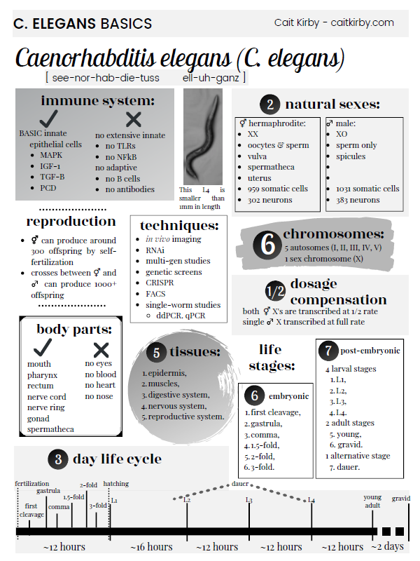 One pager about C. elegans basics.  Click to access a page with a screen-reader friendly version.