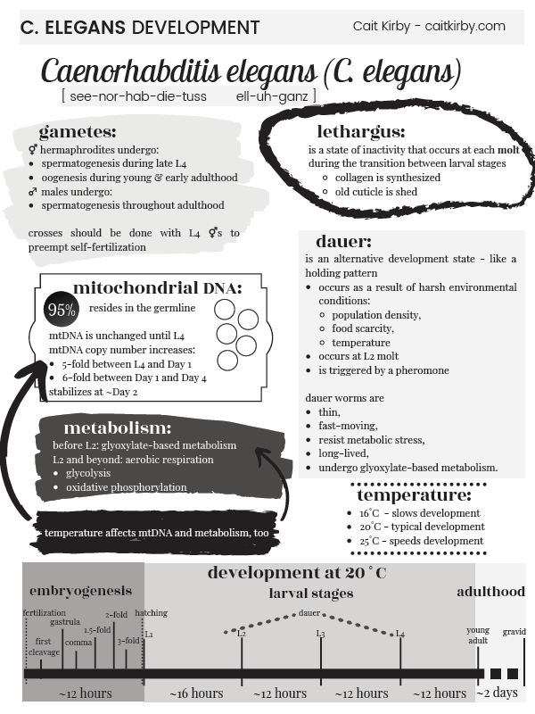 One pager about C. elegans development.  Click to access a page with a screen-reader friendly version.