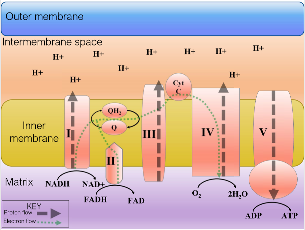 Colorful diagram of the mitochondrial electron transport chain.  Click to access a page with a screen-reader friendly version.